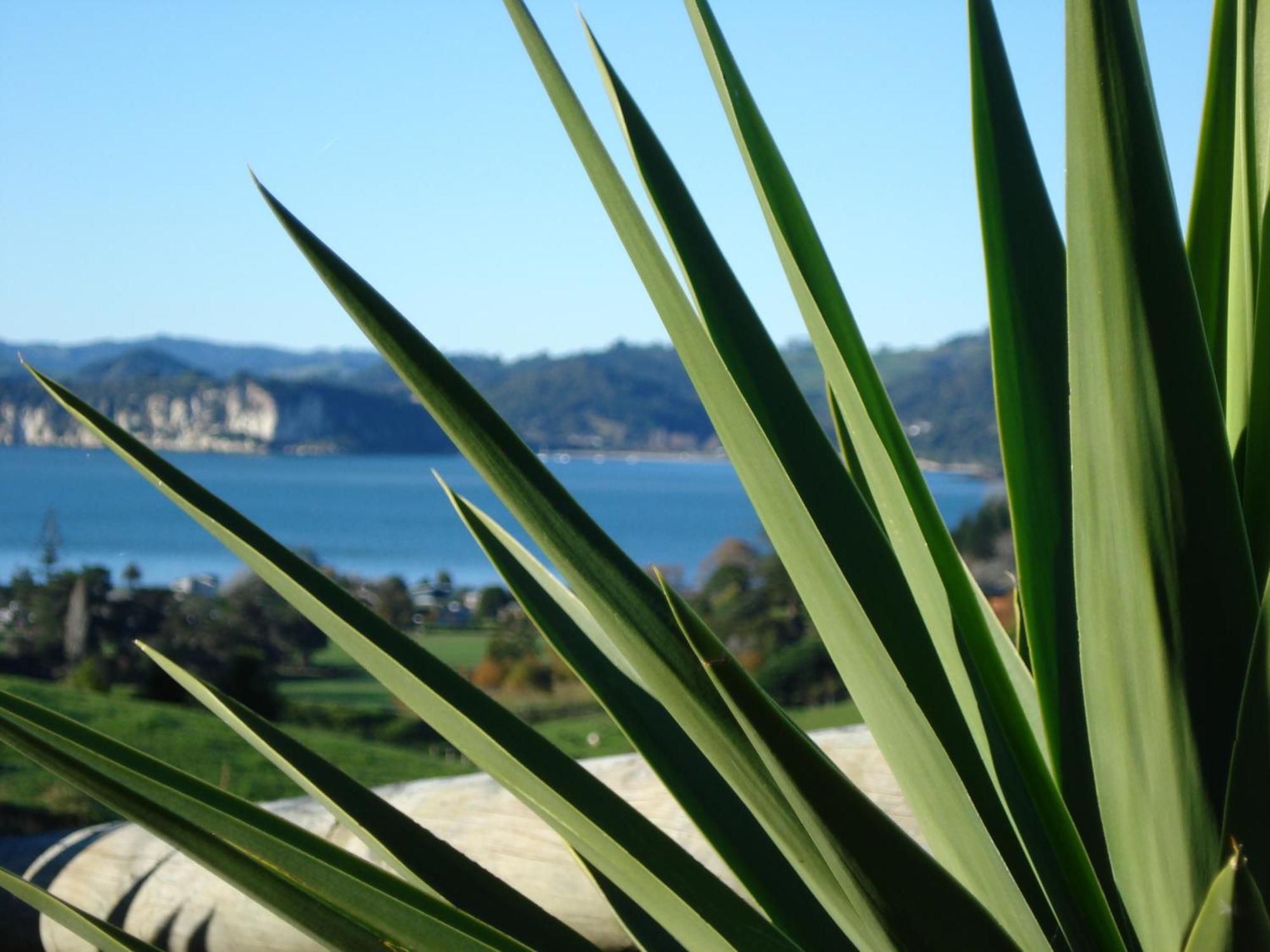 Ohuka Place Homestay Whitianga Eksteriør bilde